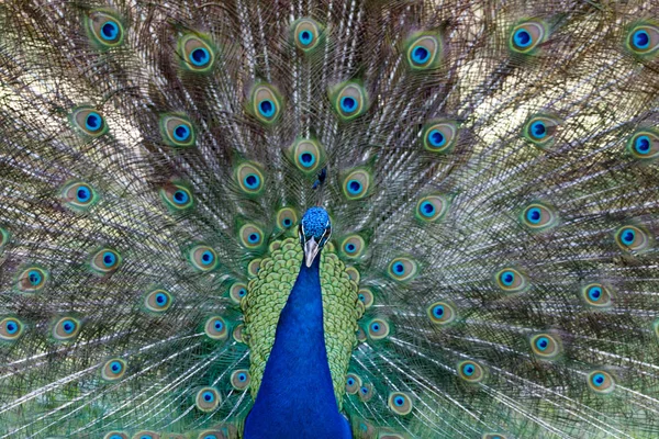 Increíble pavo real durante su exposición —  Fotos de Stock