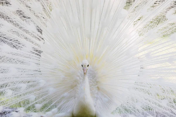 Erstaunliche weiße Pfau öffnet seinen Schwanz — Stockfoto