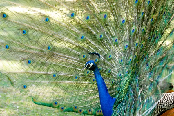 Increíble pavo real durante su exposición —  Fotos de Stock