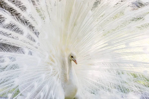 Úžasný bílý páv otevírající ocas — Stock fotografie