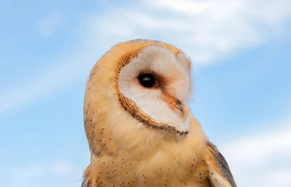 Portret van witte uil — Stockfoto