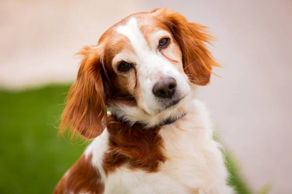 Beautiful portrait of a white and brown dog — Stock Photo, Image