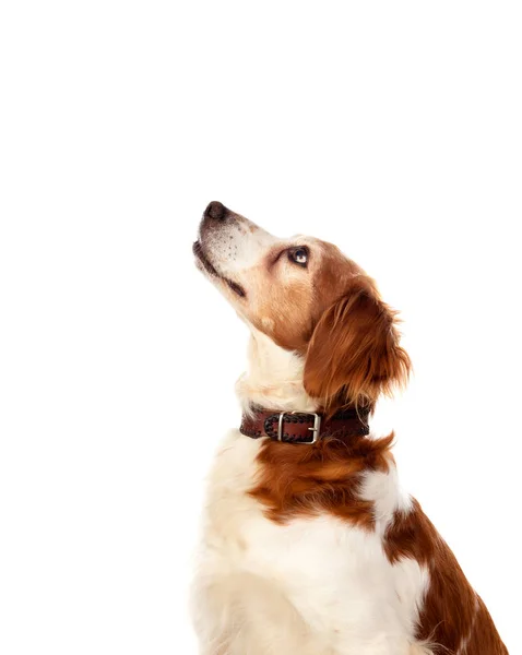 Hermosos retratos de un perro — Foto de Stock