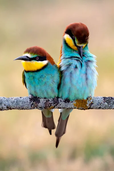 Amor en la rama —  Fotos de Stock