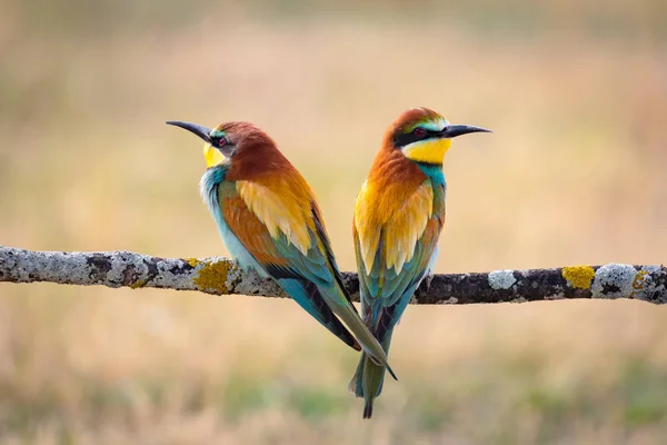 Couple of bee-eaters perched on a branch looking at different si — Stock Photo, Image