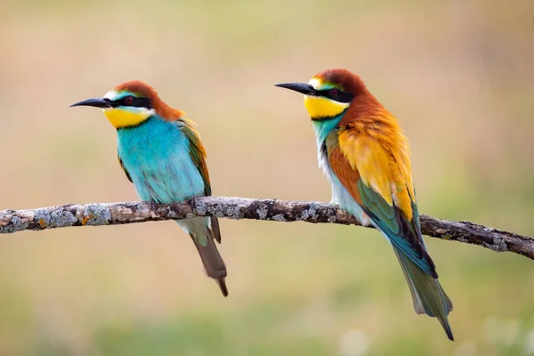 Love on the branch — Stock Photo, Image