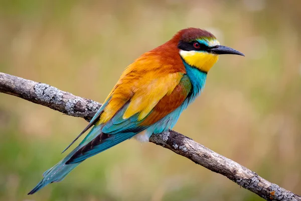 Πορτραίτο ενός πολύχρωμου πουλιού — Φωτογραφία Αρχείου
