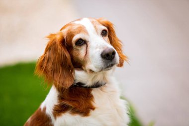 Beyaz ve kahverengi bir köpek güzel portre 