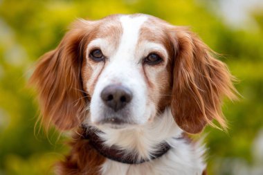 Beyaz ve kahverengi bir köpek güzel portre 