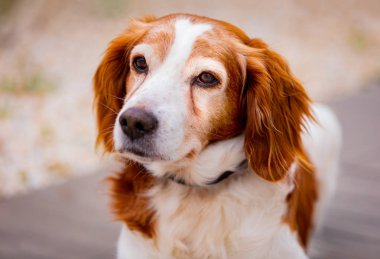 Beyaz ve kahverengi bir köpek güzel portre 