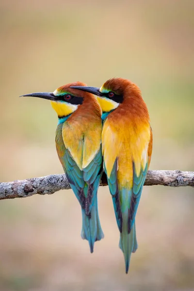 Love on the branch — Stock Photo, Image