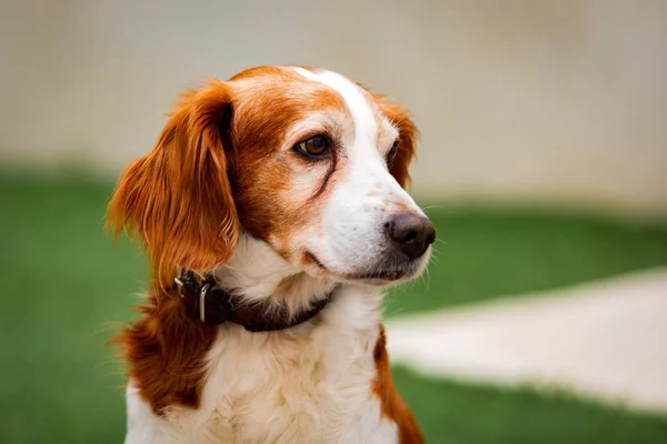 Krásný portrét bílého a hnědého psa — Stock fotografie