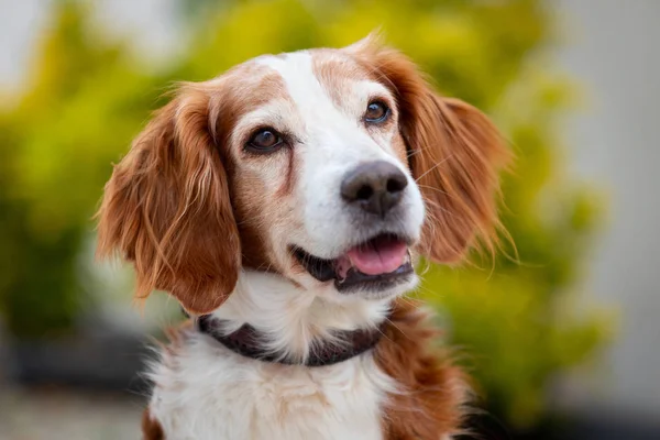 Beautiful portrait of a white and brown dog — Stock Photo, Image