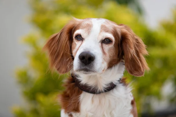 Gyönyörű portréja egy fehér és barna kutya — Stock Fotó