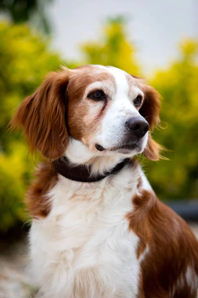 Krásný portrét bílého a hnědého psa — Stock fotografie