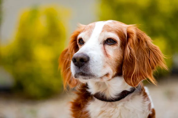 Hermoso retrato de un perro blanco y marrón — Foto de Stock