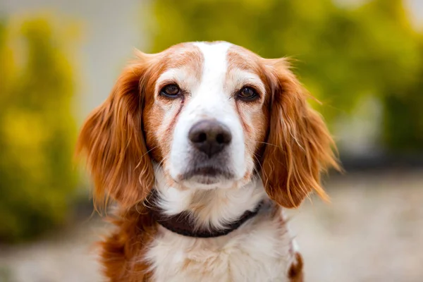 Schönes Porträt eines weißen und braunen Hundes — Stockfoto