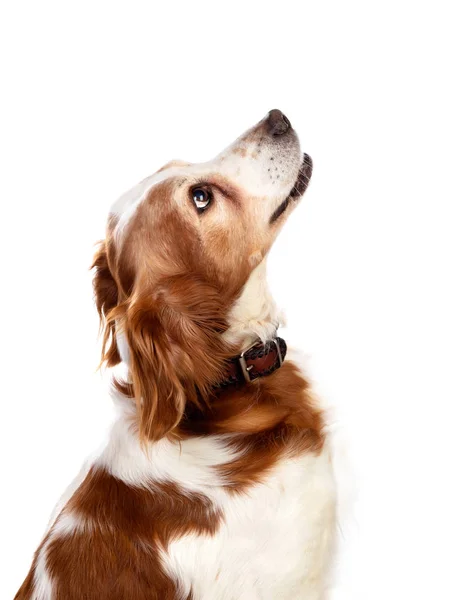 Hermosos retratos de un perro — Foto de Stock