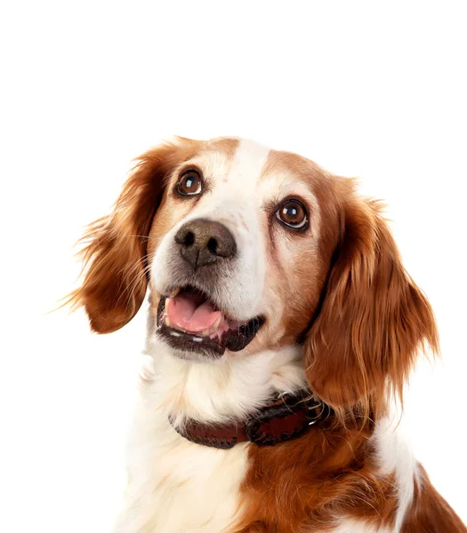 Piękne portrety psa — Zdjęcie stockowe