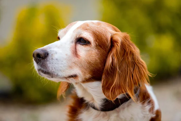 Beyaz ve kahverengi bir köpek güzel portre 