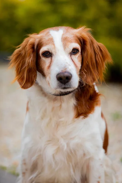 Красивый портрет белой и коричневой собаки — стоковое фото