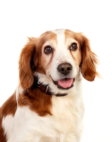 Hermosos retratos de un perro — Foto de Stock