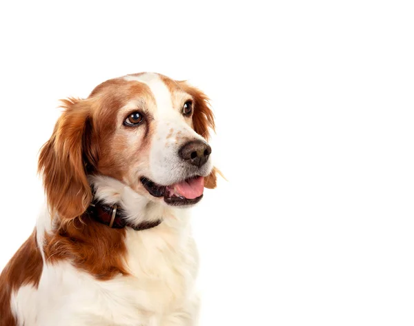 Beautiful portraits of a dog — Stock Photo, Image