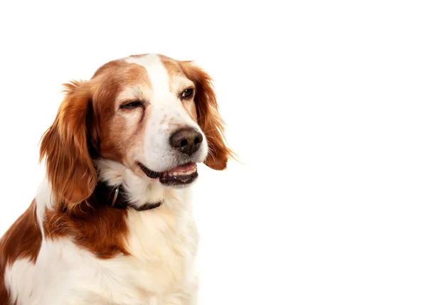 Schöne Porträts eines Hundes — Stockfoto