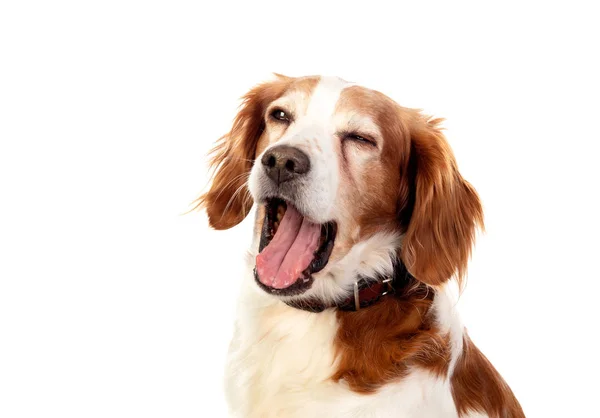 Beautiful portraits of a dog yawning — Stock Photo, Image