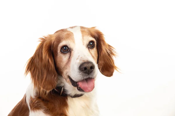 Hermosos retratos de un perro — Foto de Stock