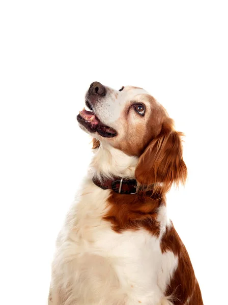Vackra porträtt av en hund — Stockfoto