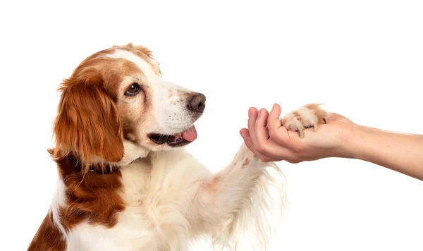 Amistad entre un perro y su dueño — Foto de Stock