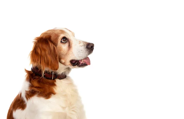 Piękne portrety psa — Zdjęcie stockowe