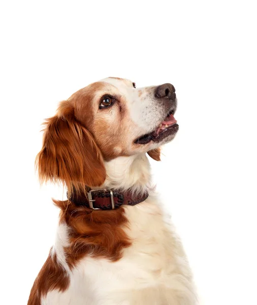 Belos retratos de um cão — Fotografia de Stock