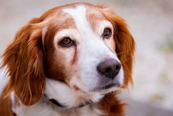 Hermoso retrato de un perro blanco y marrón Fotos de stock libres de derechos