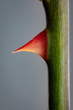 Gül Dikeni Yakın çekim 