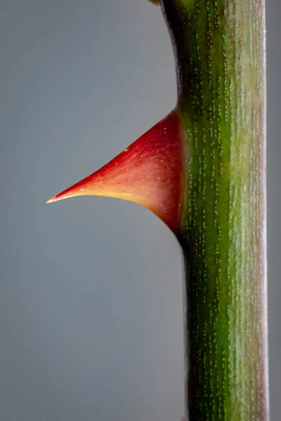 Rose Thorn Close up — Stock Photo, Image