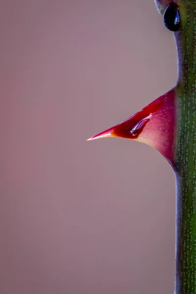 Rose Thorn Close up with a drop of blood — Stock Photo, Image
