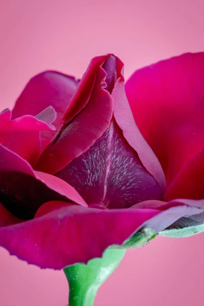 Rote Rose aus nächster Nähe mit geöffneten Blättern — Stockfoto