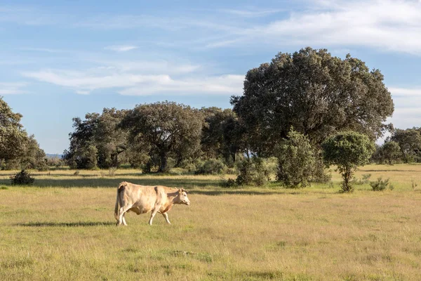 Nöt Ko bete i betesmarkerna — Stockfoto
