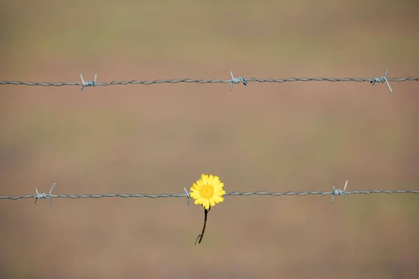 Fleur jaune tenant sur une clôture métallique — Photo