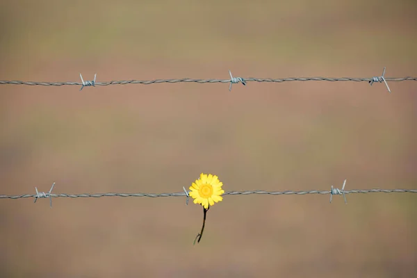 黄色的花朵攀附在铁丝网上 — 图库照片