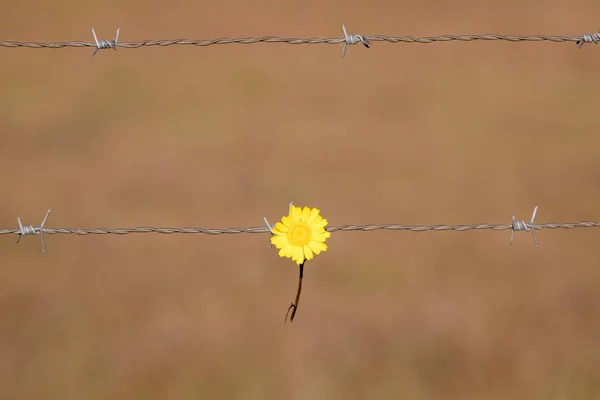 Жовта квітка тримається на дротяному паркані — стокове фото
