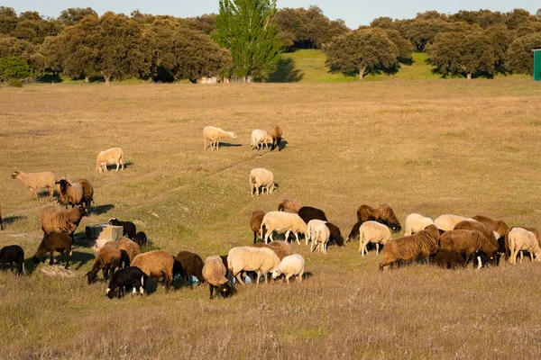 Vacas de carne de bovino pastando nos pastos — Fotografia de Stock