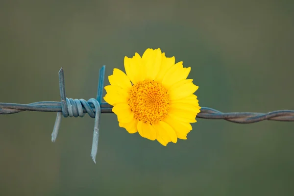 Yellow flower holding on a wire fence — Stock Photo, Image