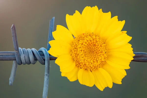 Yellow flower holding on a wire fence — Stock Photo, Image