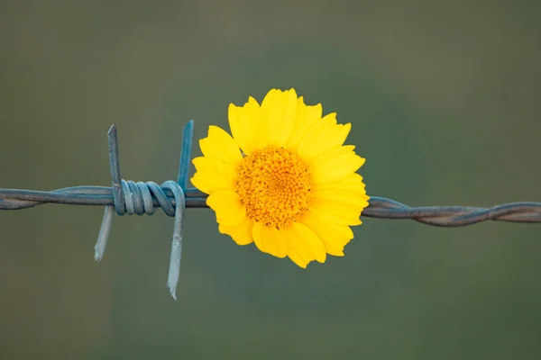 Fiore giallo che tiene su una recinzione di filo Fotografia Stock