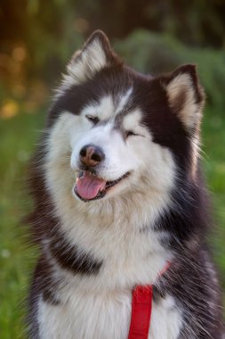 Sibirya Husky çim üzerinde i