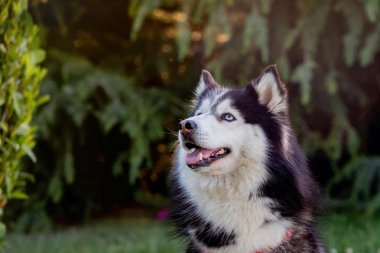 Sibirya Husky çim üzerinde i