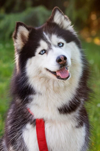 Husky siberiano na grama i — Fotografia de Stock